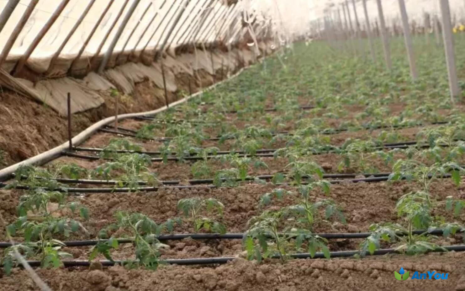Drip irrigation kit for tomato greenhouse (5)