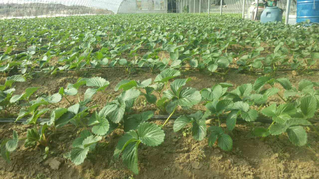 Strawberry irrigation, spray tube or drip tape, which is better (2)